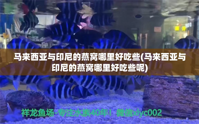 马来西亚与印尼的燕窝哪里好吃些(马来西亚与印尼的燕窝哪里好吃些呢) 马来西亚燕窝 第1张