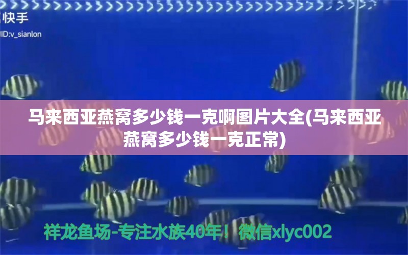 马来西亚燕窝多少钱一克啊图片大全(马来西亚燕窝多少钱一克正常) 马来西亚燕窝 第1张