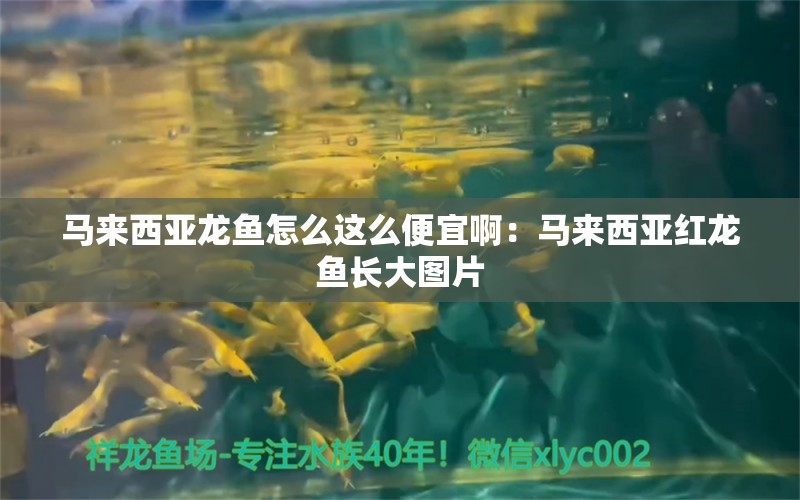 马来西亚龙鱼怎么这么便宜啊：马来西亚红龙鱼长大图片 其他宠物 第1张