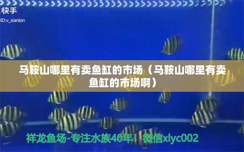 马鞍山哪里有卖鱼缸的市场（马鞍山哪里有卖鱼缸的市场啊） 祥龙鱼场