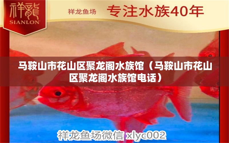 马鞍山市花山区聚龙阁水族馆（马鞍山市花山区聚龙阁水族馆电话） 全国水族馆企业名录