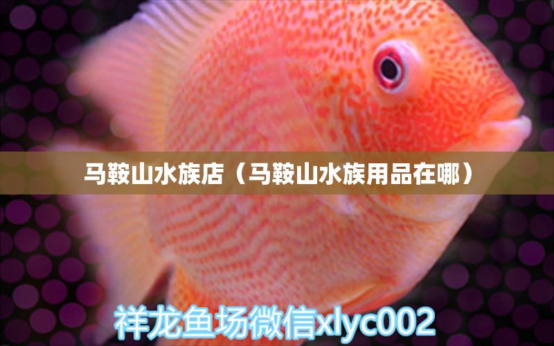 马鞍山水族店（马鞍山水族用品在哪）