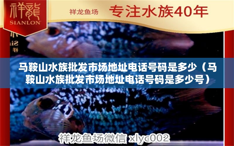 马鞍山水族批发市场地址电话号码是多少（马鞍山水族批发市场地址电话号码是多少号）