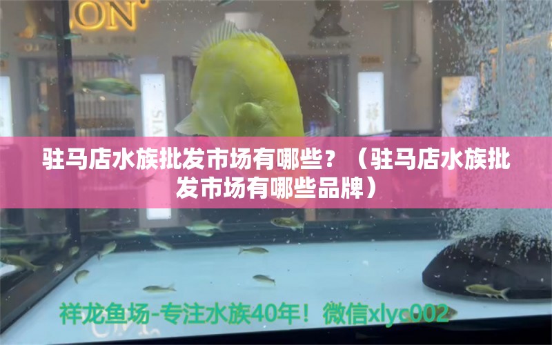 驻马店水族批发市场有哪些？（驻马店水族批发市场有哪些品牌） 养鱼知识 第1张