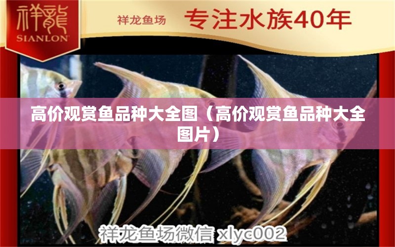 高价观赏鱼品种大全图（高价观赏鱼品种大全图片） 祥龙水族医院