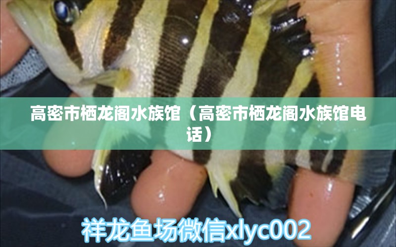 高密市栖龙阁水族馆（高密市栖龙阁水族馆电话）