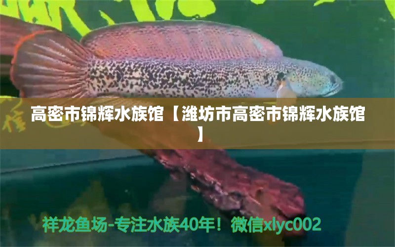 高密市锦辉水族馆【潍坊市高密市锦辉水族馆】 全国观赏鱼市场 第1张