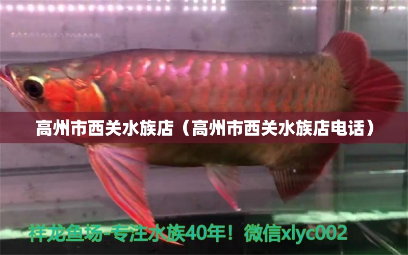 高州市西关水族店（高州市西关水族店电话）