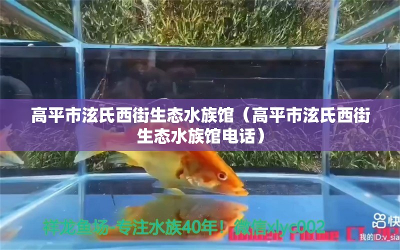 高平市泫氏西街生态水族馆（高平市泫氏西街生态水族馆电话）