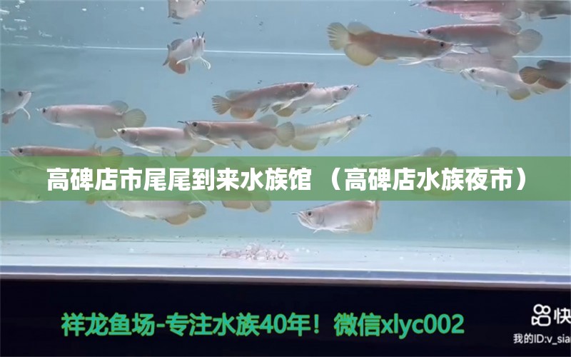 高碑店市尾尾到来水族馆 （高碑店水族夜市）