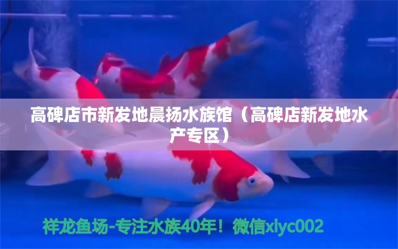 高碑店市新发地晨扬水族馆（高碑店新发地水产专区）