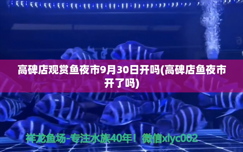 高碑店观赏鱼夜市9月30日开吗(高碑店鱼夜市开了吗) 黄金达摩鱼