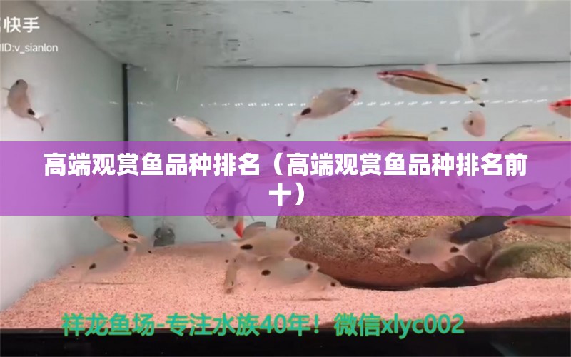 高端观赏鱼品种排名（高端观赏鱼品种排名前十） 帝王三间鱼