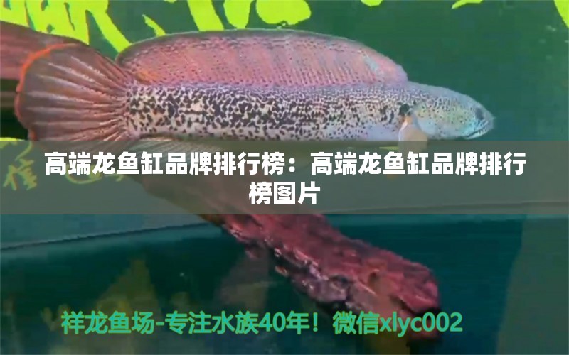 高端龙鱼缸品牌排行榜：高端龙鱼缸品牌排行榜图片