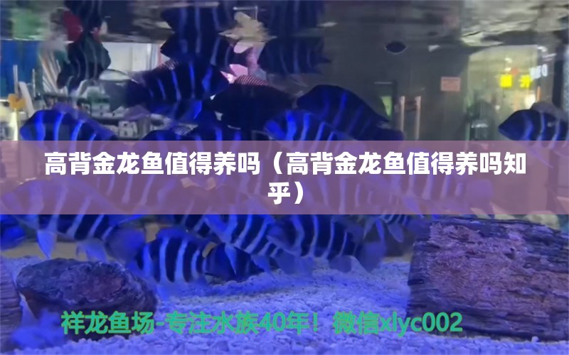 高背金龙鱼值得养吗（高背金龙鱼值得养吗知乎） 高背金龙鱼