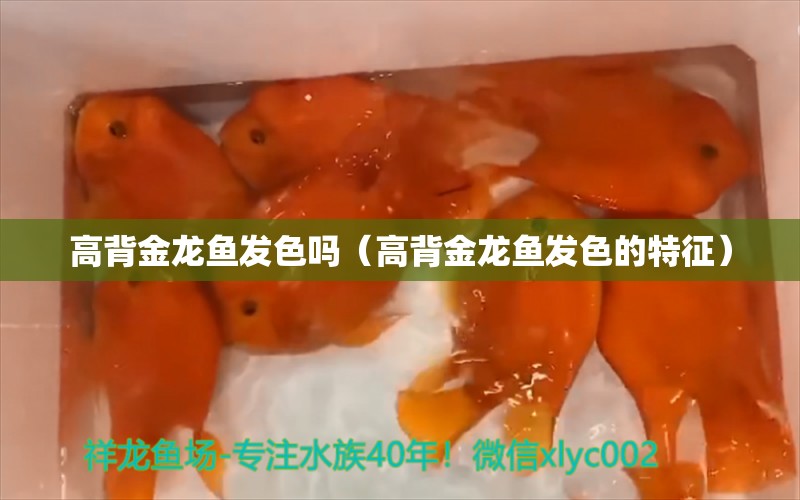 高背金龙鱼发色吗（高背金龙鱼发色的特征）