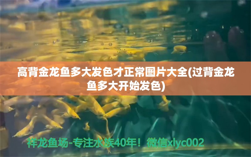 高背金龙鱼多大发色才正常图片大全(过背金龙鱼多大开始发色) 高背金龙鱼