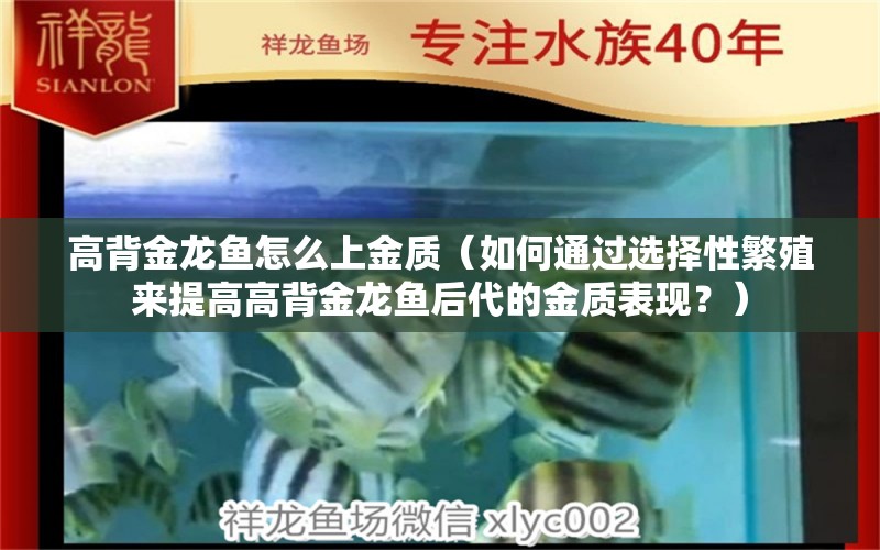 高背金龙鱼怎么上金质（如何通过选择性繁殖来提高高背金龙鱼后代的金质表现？） 水族问答 第1张