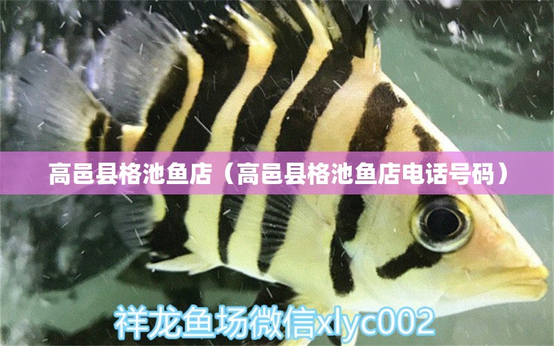 高邑县格池鱼店（高邑县格池鱼店电话号码） 全国水族馆企业名录