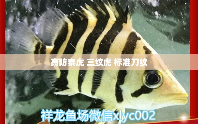 高防泰虎 三纹虎 标准刀纹 泰国虎鱼 第4张