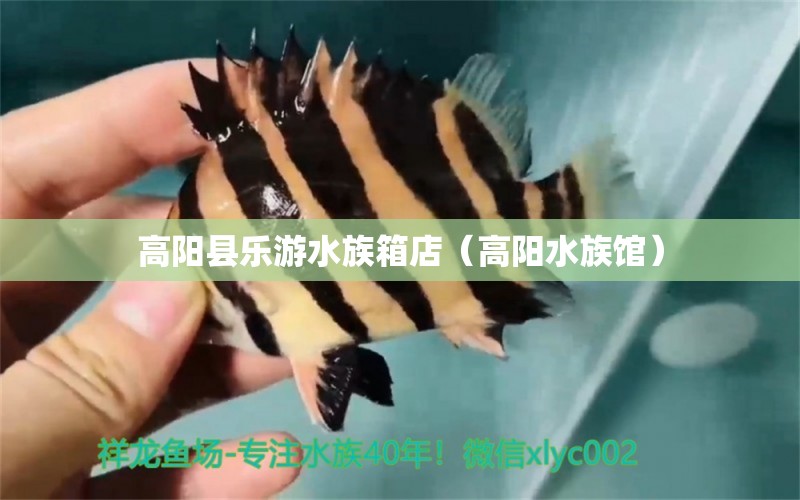 高阳县乐游水族箱店（高阳水族馆） 鱼缸/水族箱