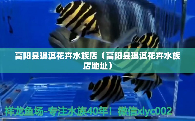 高阳县琪淇花卉水族店（高阳县琪淇花卉水族店地址）