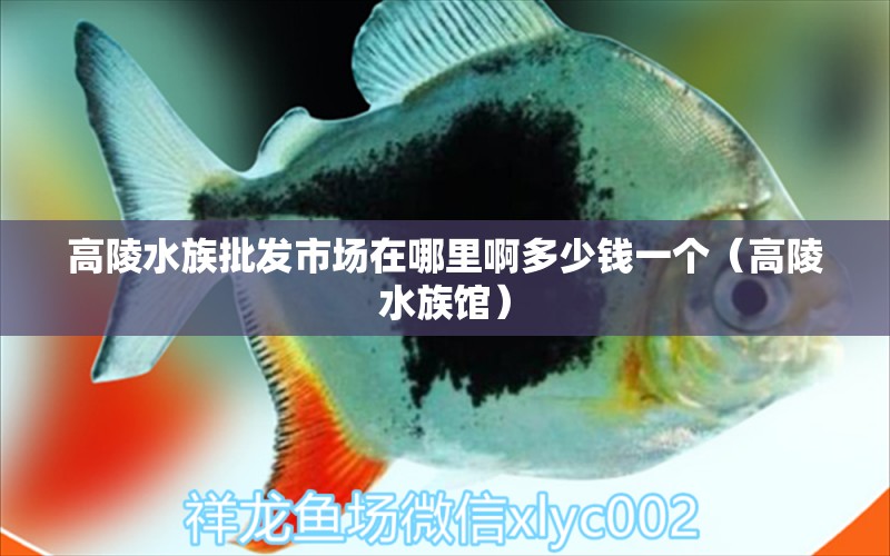 高陵水族批发市场在哪里啊多少钱一个（高陵水族馆） 广州观赏鱼批发市场