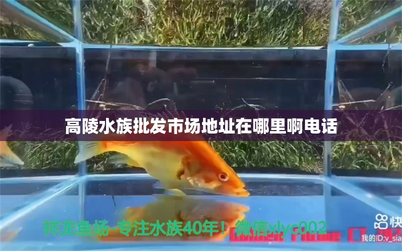 高陵水族批发市场地址在哪里啊电话 观赏鱼水族批发市场