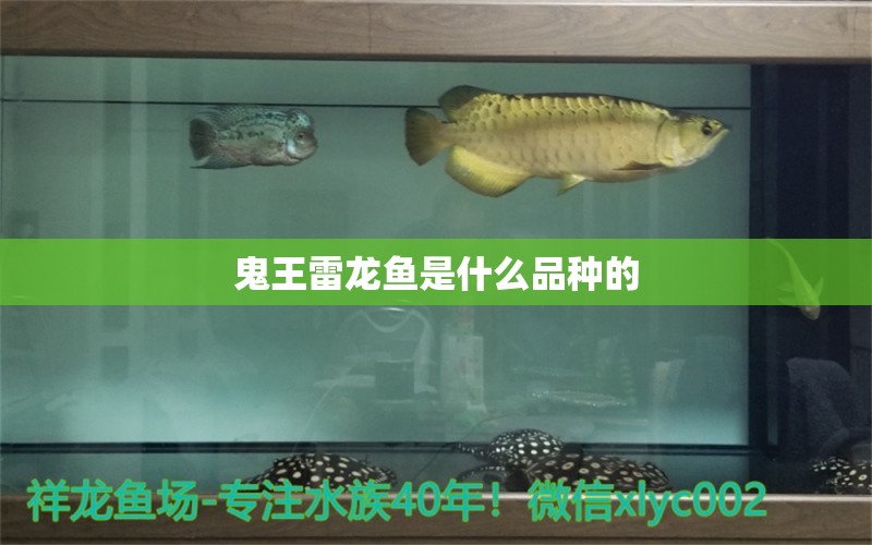 鬼王雷龙鱼是什么品种的 水族问答 第1张