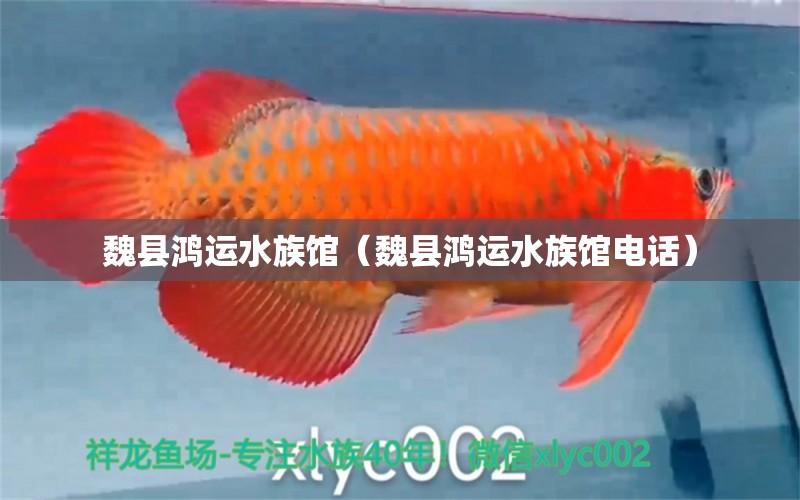 魏县鸿运水族馆（魏县鸿运水族馆电话） 全国水族馆企业名录