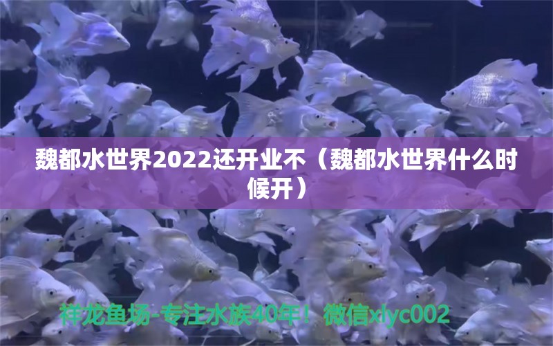 魏都水世界2022还开业不（魏都水世界什么时候开） 金老虎鱼