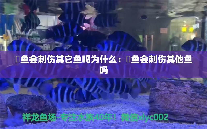 魟鱼会刺伤其它鱼吗为什么：魟鱼会刺伤其他鱼吗 魟鱼百科 第2张