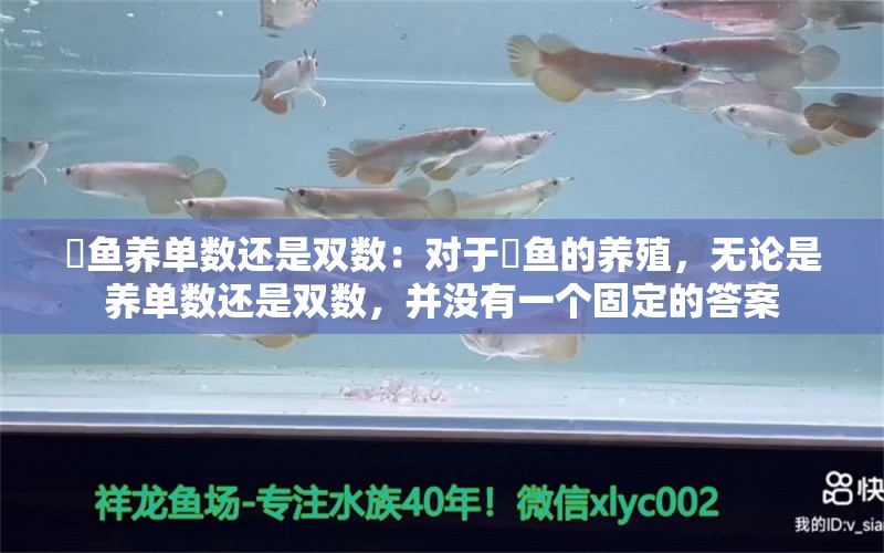 魟鱼养单数还是双数：对于魟鱼的养殖，无论是养单数还是双数，并没有一个固定的答案 魟鱼百科 第2张