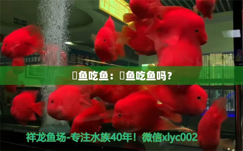 魟鱼吃鱼：魟鱼吃鱼吗？ 魟鱼百科 第2张