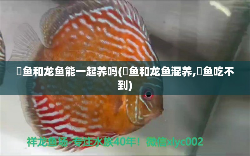 魟鱼和龙鱼能一起养吗(魟鱼和龙鱼混养,魟鱼吃不到)