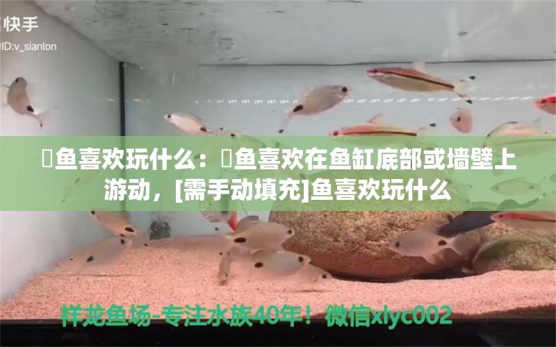 魟鱼喜欢玩什么：魟鱼喜欢在鱼缸底部或墙壁上游动，[需手动填充]鱼喜欢玩什么 魟鱼百科 第2张