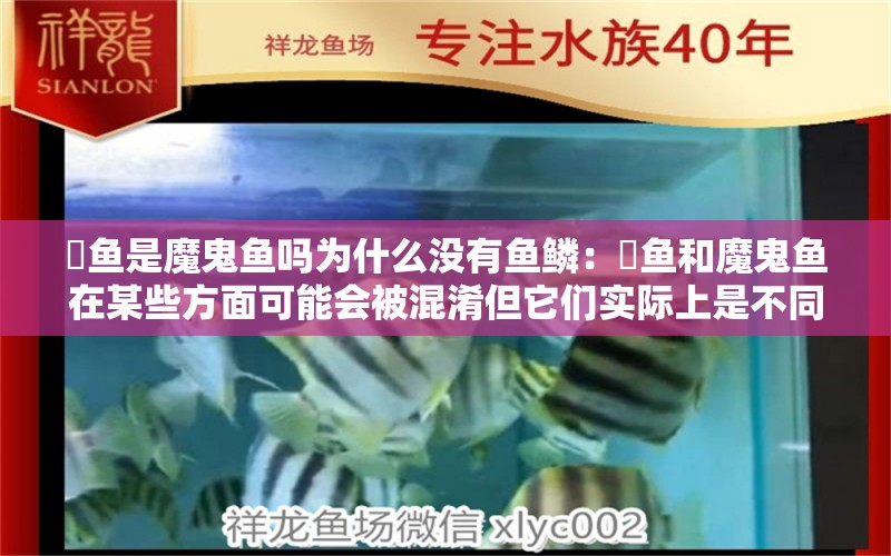 魟鱼是魔鬼鱼吗为什么没有鱼鳞：魟鱼和魔鬼鱼在某些方面可能会被混淆但它们实际上是不同的物种 魟鱼百科 第2张