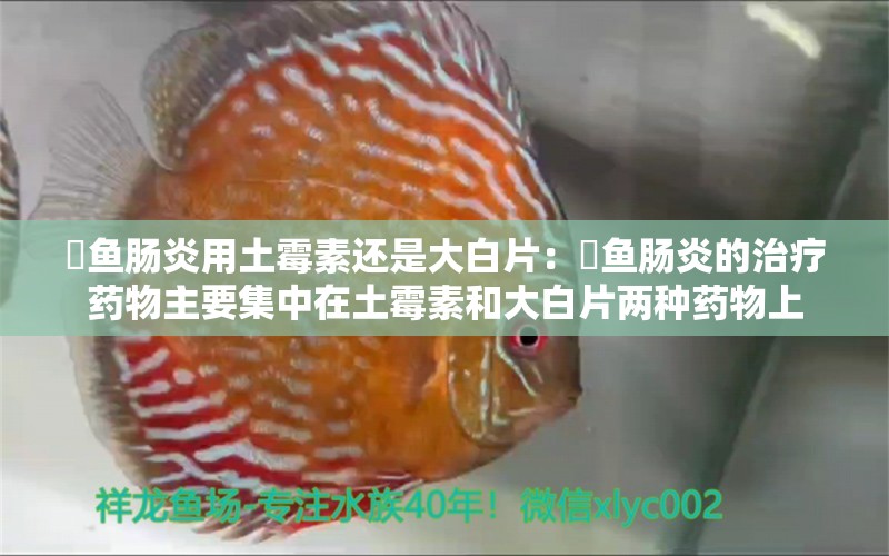 魟鱼肠炎用土霉素还是大白片：魟鱼肠炎的治疗药物主要集中在土霉素和大白片两种药物上