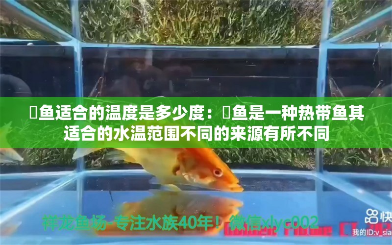 魟鱼适合的温度是多少度：魟鱼是一种热带鱼其适合的水温范围不同的来源有所不同 魟鱼百科 第2张