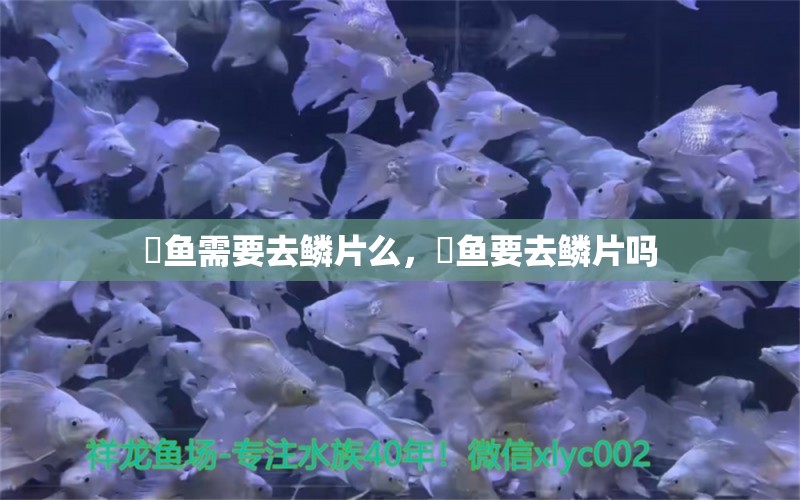 鮰鱼需要去鳞片么，鮰鱼要去鳞片吗 观赏鱼 第1张