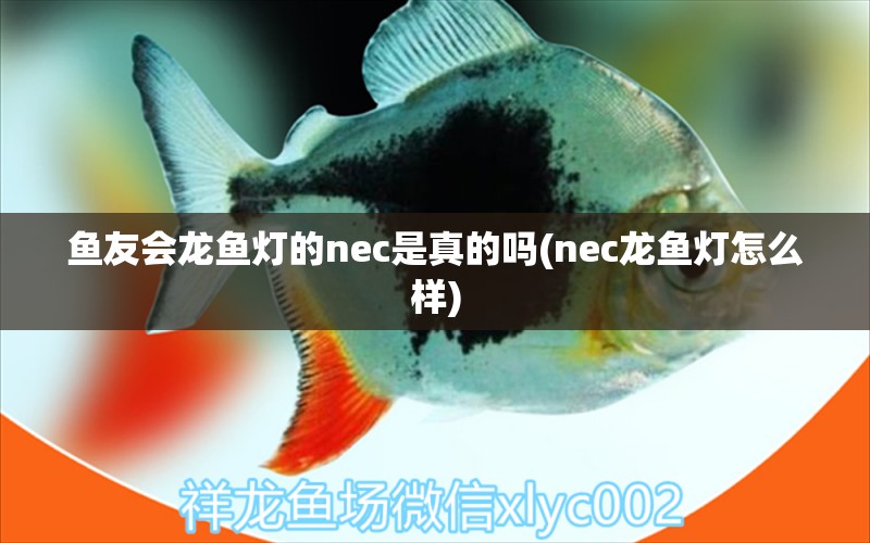 鱼友会龙鱼灯的nec是真的吗(nec龙鱼灯怎么样)