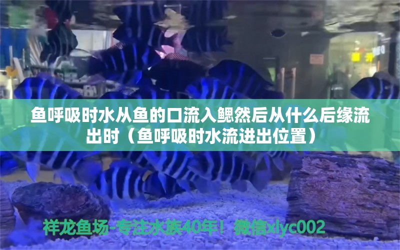 鱼呼吸时水从鱼的口流入鳃然后从什么后缘流出时（鱼呼吸时水流进出位置）