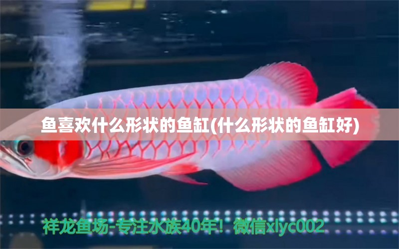 鱼喜欢什么形状的鱼缸(什么形状的鱼缸好) 福虎/异型虎鱼/纯色虎鱼