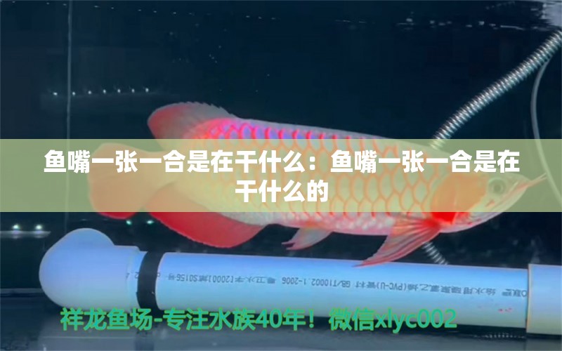 鱼嘴一张一合是在干什么：鱼嘴一张一合是在干什么的