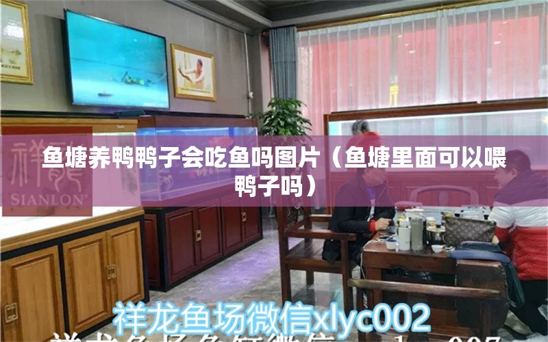 鱼塘养鸭鸭子会吃鱼吗图片（鱼塘里面可以喂鸭子吗）