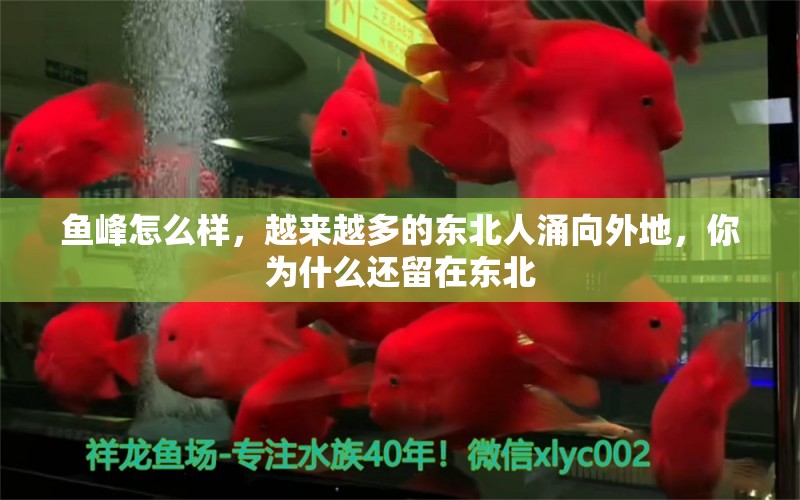 鱼峰怎么样，越来越多的东北人涌向外地，你为什么还留在东北 养鱼的好处