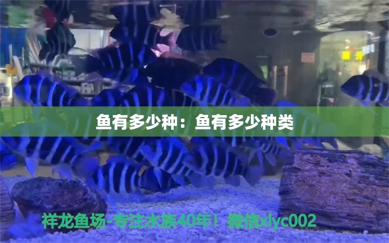 鱼有多少种：鱼有多少种类 白子银龙苗（黄化银龙苗）