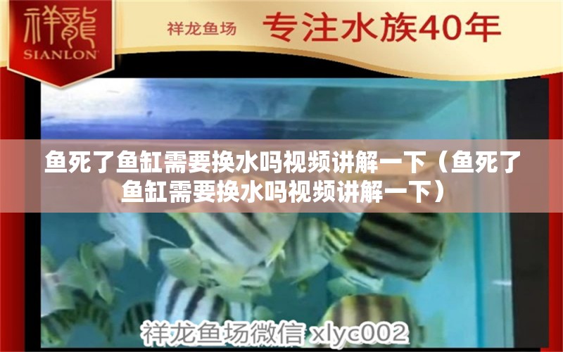 鱼死了鱼缸需要换水吗视频讲解一下（鱼死了鱼缸需要换水吗视频讲解一下）