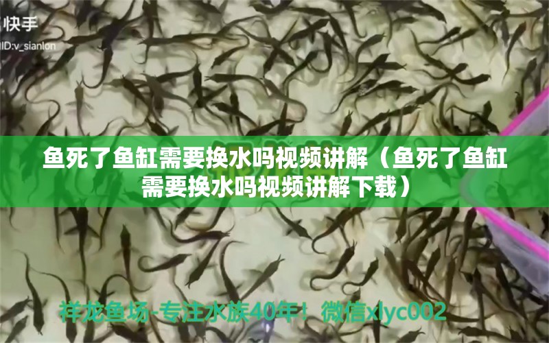 鱼死了鱼缸需要换水吗视频讲解（鱼死了鱼缸需要换水吗视频讲解下载）