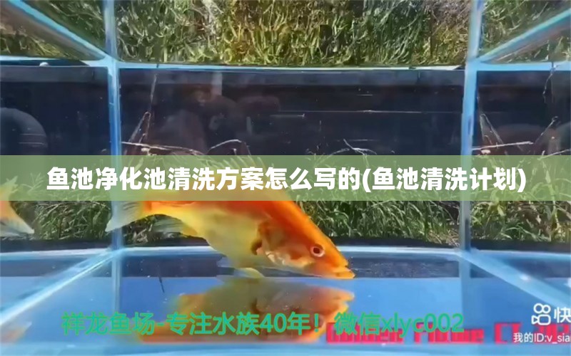 鱼池净化池清洗方案怎么写的(鱼池清洗计划) 水族世界